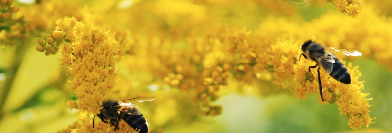 Regionální produkt